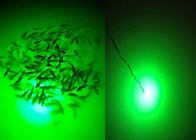 El barco subacuático atractivo de los peces marinos LED enciende Bluetooth teledirigido